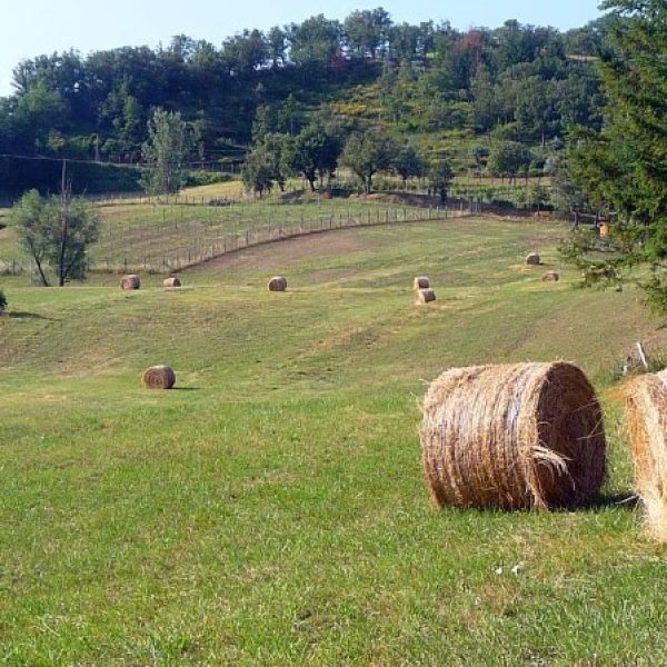 agriturismo-poppiena (19) (A scelta)